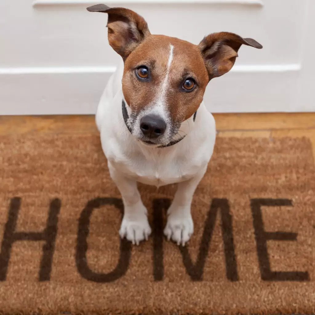 Boost Your Rental Income With A Pet Friendly Property IProperty Com   Boost Your Rental Income With A Pet Friendly Property 